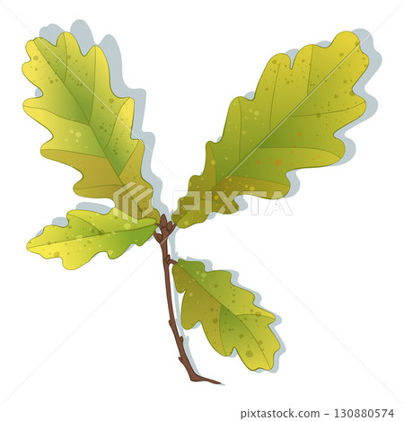 Hand-drawn green-yellow colored autumn oak leaves brunch isolated on white background. Flat and line style vector illustration.  130880574