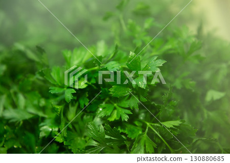 Fresh, juicy greens, dill, parsley on the store counter Fresh, juicy greens, dill, parsley on the store counter 130880685