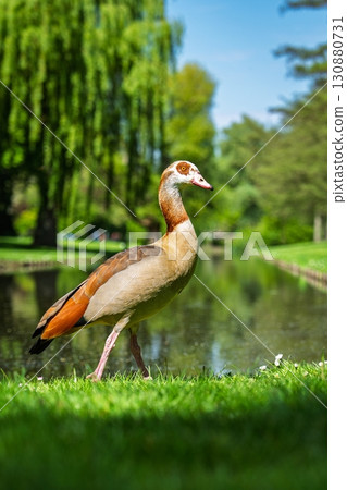 Egyptian Goose Strolling by the Lakeside in a Lush Green Park on a Sunny Day. 130880731