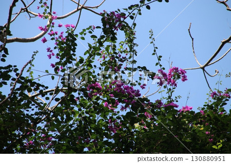 Bougainvillea 130880951