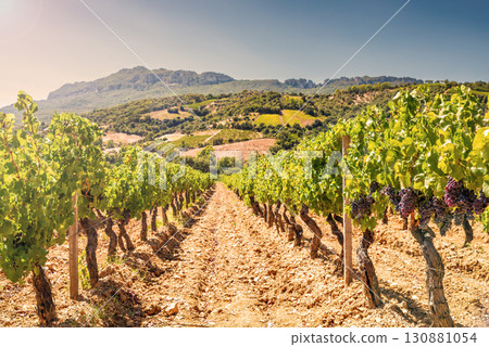Vineyard in a valley surrounded by hills and mountains. Agriculture. Vineyard in a valley surrounded by hills and mountains. Agriculture. 130881054