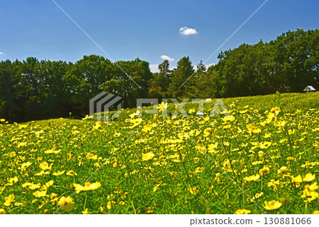 Kibanakosmos的一面 Kibanakosmos的一面 130881066