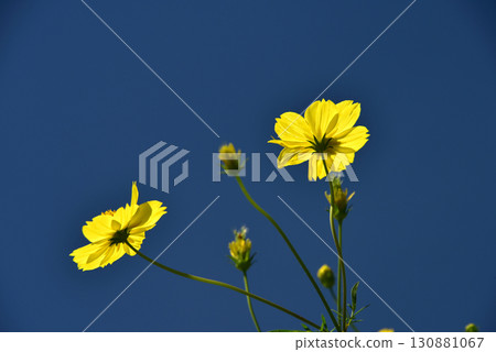 薰衣草波斯菊在藍天的映襯下綻放 130881067