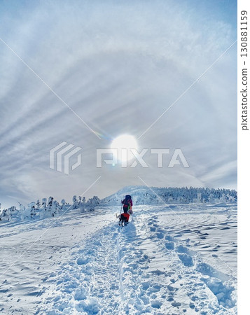 A large dog looking back in the snowy field of snow monsters illuminated by the setting sun A large dog looking back in the snowy field of snow monsters illuminated by the setting sun 130881159