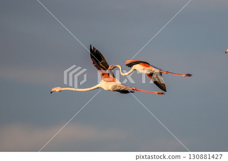 flying Flamingo at dawn pastel colors in middle of water pond Biguglia Corsica near Bastia Tall grasses on background flying Flamingo at dawn pastel colors in middle of water pond Biguglia Corsica near Bastia Tall grasses on background 130881427