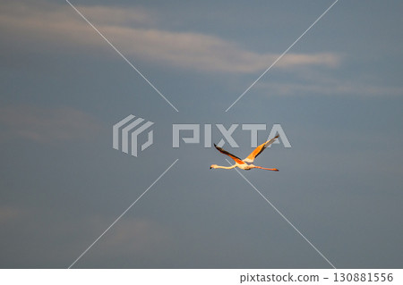 flying Flamingo at dawn pastel colors in middle of water pond Biguglia Corsica near Bastia Tall grasses on background 130881556
