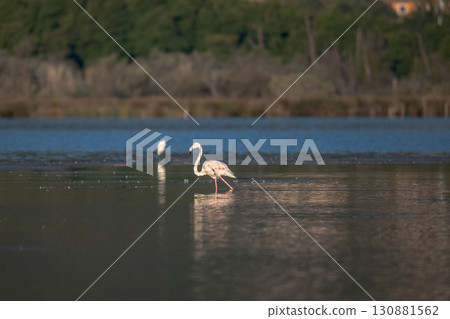 Flamingoes at dawn pastel colors in middle of water pond Biguglia in Corsica near Bastia Tall grasses on the background 130881562