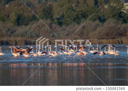 Flamingoes at dawn pastel colors in middle of water pond Biguglia in Corsica near Bastia Tall grasses on the background Flamingoes at dawn pastel colors in middle of water pond Biguglia in Corsica near Bastia Tall grasses on the background 130881568