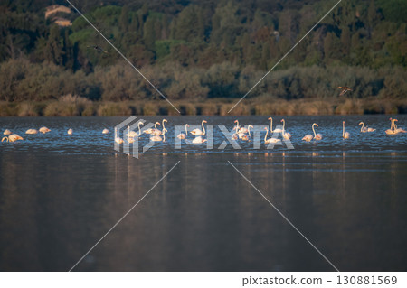 Flamingoes at dawn pastel colors in middle of water pond Biguglia in Corsica near Bastia Tall grasses on the background 130881569