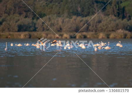 Flamingoes at dawn pastel colors in middle of water pond Biguglia in Corsica near Bastia Tall grasses on the background Flamingoes at dawn pastel colors in middle of water pond Biguglia in Corsica near Bastia Tall grasses on the background 130881570
