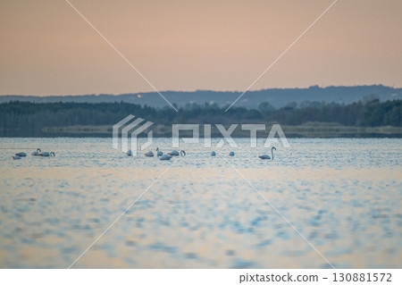 Flamingoes at dawn pastel colors in middle of water pond Biguglia in Corsica near Bastia Tall grasses on the background 130881572