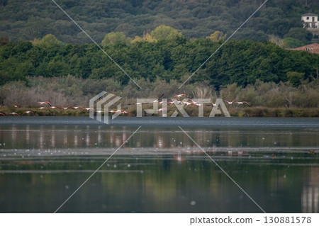 flying Flamingo at dawn pastel colors in middle of water pond Biguglia Corsica near Bastia Tall grasses on background 130881578