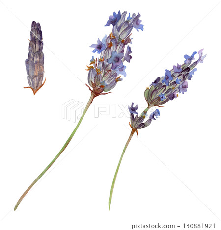 Lavender lavandula purple flowers on stalks hand drawn in watercolor. French Provence cottagecore, cosmetics spa aromatherapy. Single object isolated botanical illustration. Wedding florist souvenirs 130881921