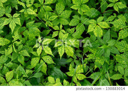 Beautiful overlapping green leaves Beautiful overlapping green leaves 130883014