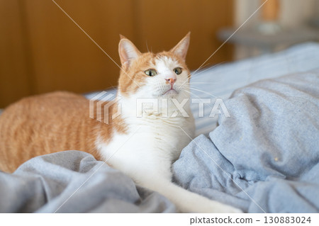 一隻好奇地盯著的貓——棕色虎斑和白色 一隻好奇地盯著的貓——棕色虎斑和白色 130883024