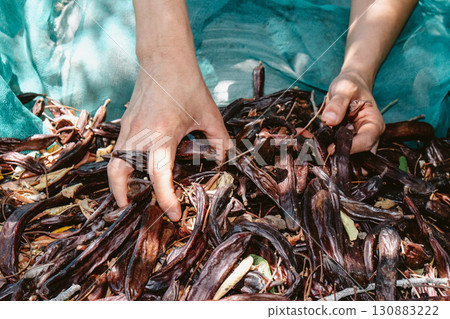the hands of a man pick up ripe carob pods in Spain the hands of a man pick up ripe carob pods in Spain 130883222