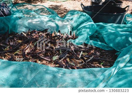 ripe carob pods gathered on nets in Spain ripe carob pods gathered on nets in Spain 130883223