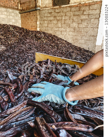 a worker moves carob pods while emptying a trailer a worker moves carob pods while emptying a trailer 130883224