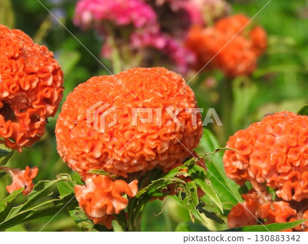 雞冠花的品種:久留米雞冠花 雞冠花的品種:久留米雞冠花 130883342
