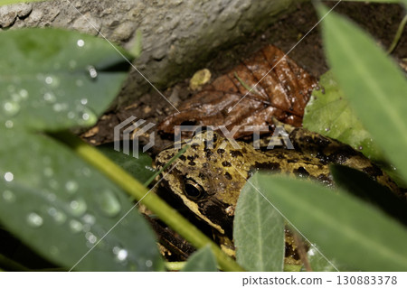 Close up of big British common garden frog in the garden 130883378