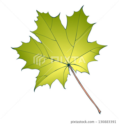 Hand-drawn green-yellow autumn colored maple leaf Hand-drawn green-yellow autumn colored maple leaf 130883391