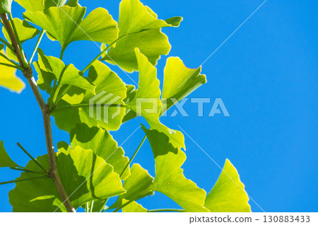 Ginkgo leaves shining in the summer blue sky and sunlight 04 Ginkgo leaves shining in the summer blue sky and sunlight 04 130883433