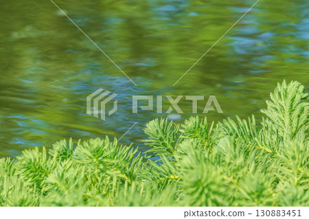 夏日河畔：水面上長出的草 03 130883451