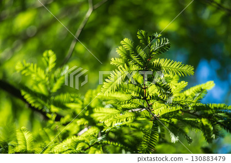 合歡樹葉在夏日陽光下閃閃發光 03 130883479