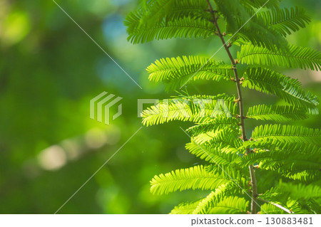 合歡樹葉在夏日陽光下閃閃發光 04 合歡樹葉在夏日陽光下閃閃發光 04 130883481