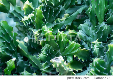 cactus succulent plant plant cactus succulent カクタス 130883578