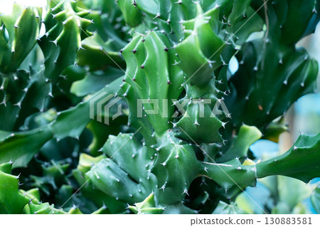 仙人掌 多肉植物 植物 cactus succulent カクタス 130883581
