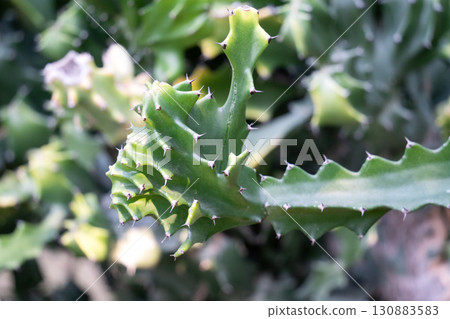 cactus succulent plant plant cactus succulent カクタス cactus succulent plant plant cactus succulent カクタス 130883583
