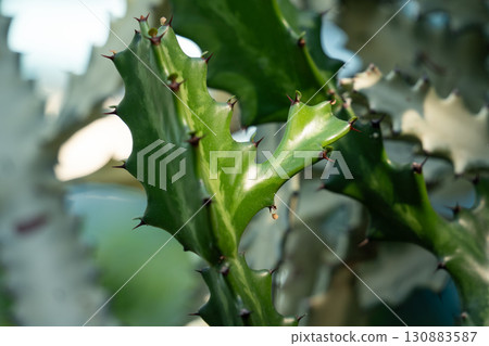 cactus succulent plant plant cactus succulent カクタス 130883587