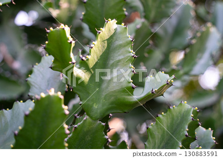 cactus succulent plant plant cactus succulent カクタス cactus succulent plant plant cactus succulent カクタス 130883591