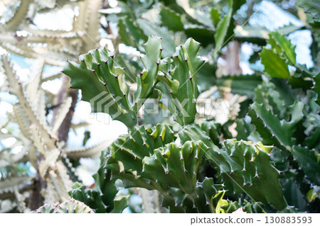 cactus succulent plant plant cactus succulent カクタス 130883593