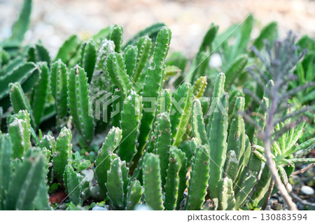 仙人掌 多肉植物 植物 cactus succulent カクタス 130883594