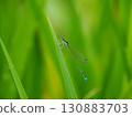 藍條紋蜻蜓 130883703