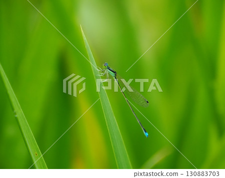 Blue-striped dragonfly Blue-striped dragonfly 130883703