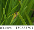 藍條紋蜻蜓 130883704