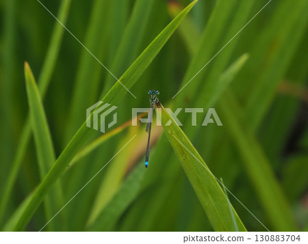Blue-striped dragonfly Blue-striped dragonfly 130883704