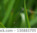 藍條紋蜻蜓 130883705
