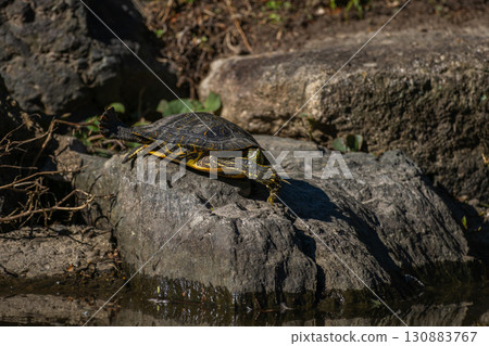紅海龜曬日光浴 130883767