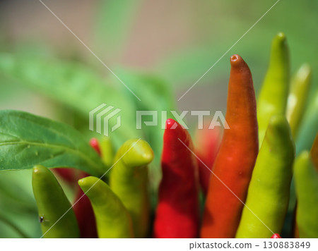 紅辣椒(辣椒)果實在炎熱的九月開始成熟 紅辣椒(辣椒)果實在炎熱的九月開始成熟 130883849