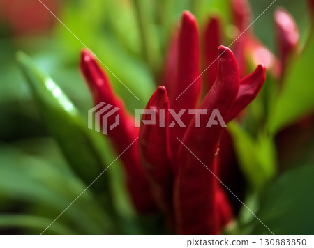 紅辣椒(辣椒)果實在炎熱的九月開始成熟 紅辣椒(辣椒)果實在炎熱的九月開始成熟 130883850