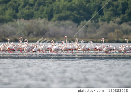 Flamingoes at dawn pastel colors in middle of water pond Biguglia in Corsica near Bastia Tall grasses on the background 130883938
