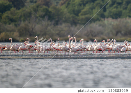 Flamingoes at dawn pastel colors in middle of water pond Biguglia in Corsica near Bastia Tall grasses on the background 130883939