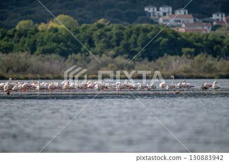 Flamingoes at dawn pastel colors in middle of water pond Biguglia in Corsica near Bastia Tall grasses on the background 130883942