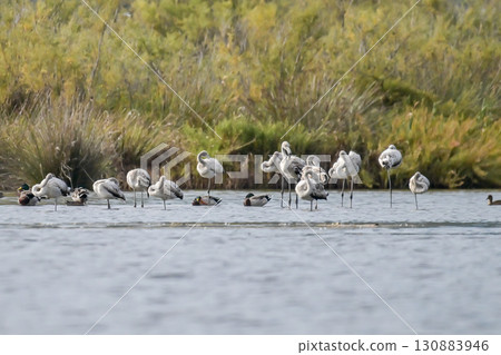 Young baby Flamingo pastel colors in middle of water pond Biguglia in Corsica near Bastia Tall grasses on the background Young baby Flamingo pastel colors in middle of water pond Biguglia in Corsica near Bastia Tall grasses on the background 130883946