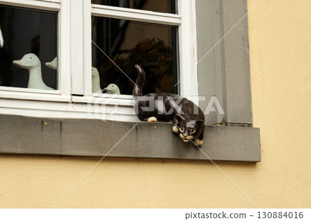 Cat figurine perched on window ledge with decorative ducks in background Cat figurine perched on window ledge with decorative ducks in background 130884016