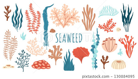 Underwater seaweed, aquarium and sea algae plants. Vector flat set of coral reef tropical wildlife biodiversity. Ocean undersea water life, isolated marine weeds, wracks, laminaria, kelp oceanic flora 130884095